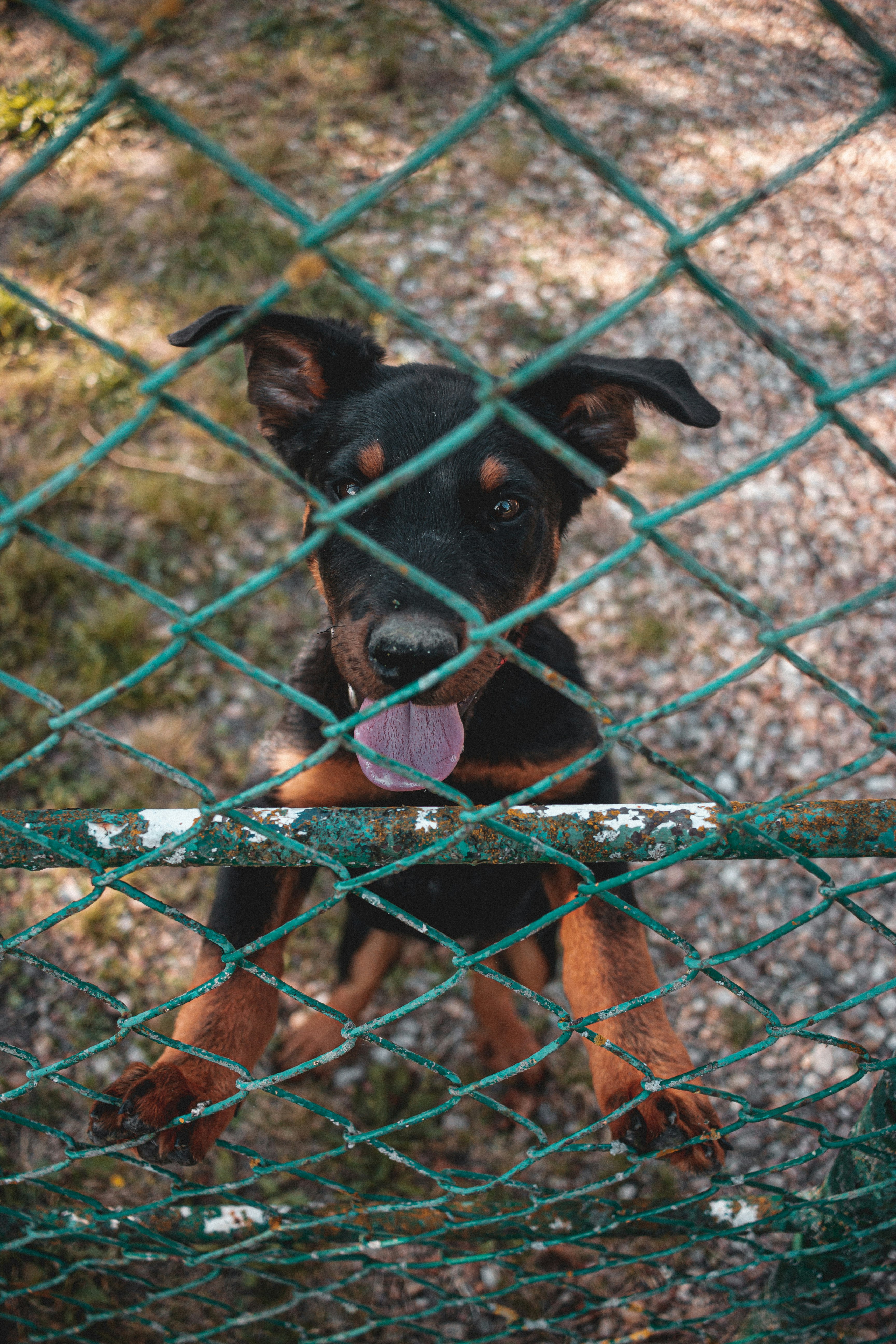 black and tan short coat medium sized dog on blue metal fence during daytime